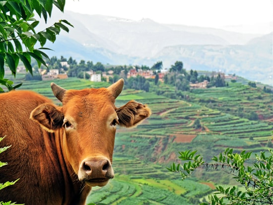 A brown cow gazes attentively towards the viewer amidst a verdant, terraced landscape in the background. The scene includes lush green fields and a distant mountain range under a cloudy sky.