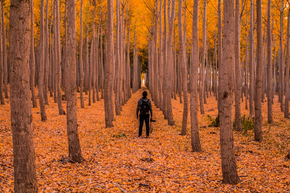 man stand on trees