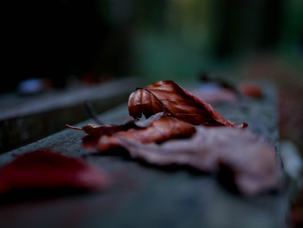 dry leaf shallow focus photography