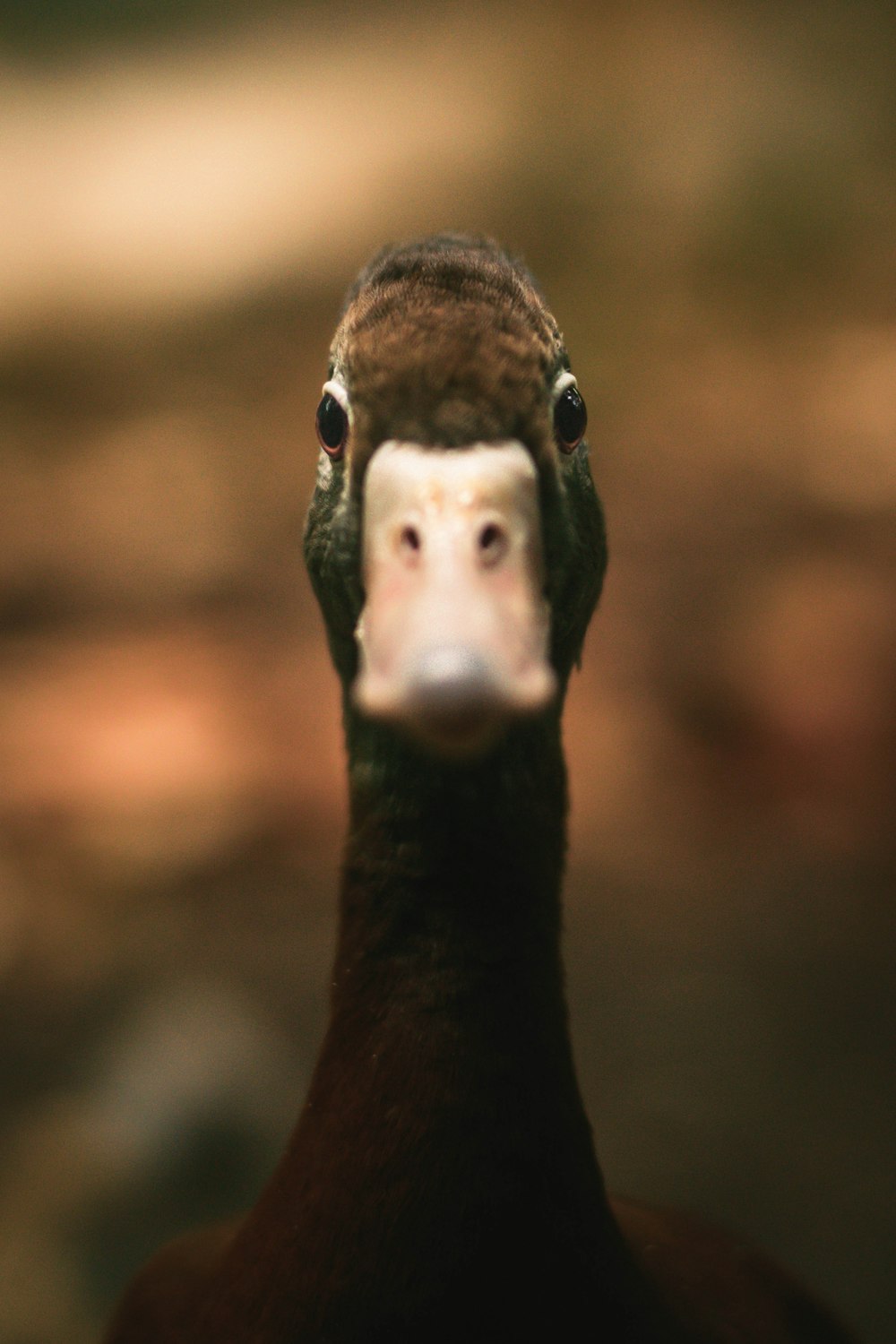 foto de closeup do rosto do pato