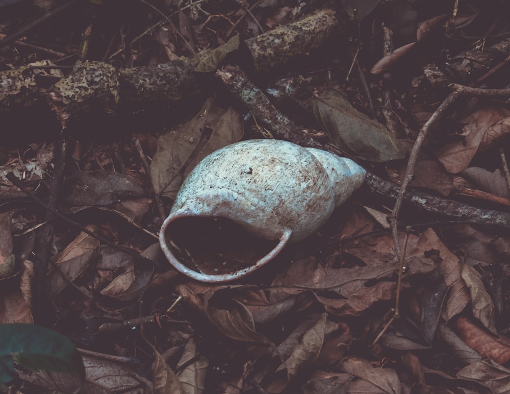 shallow focus photography of gray seashell