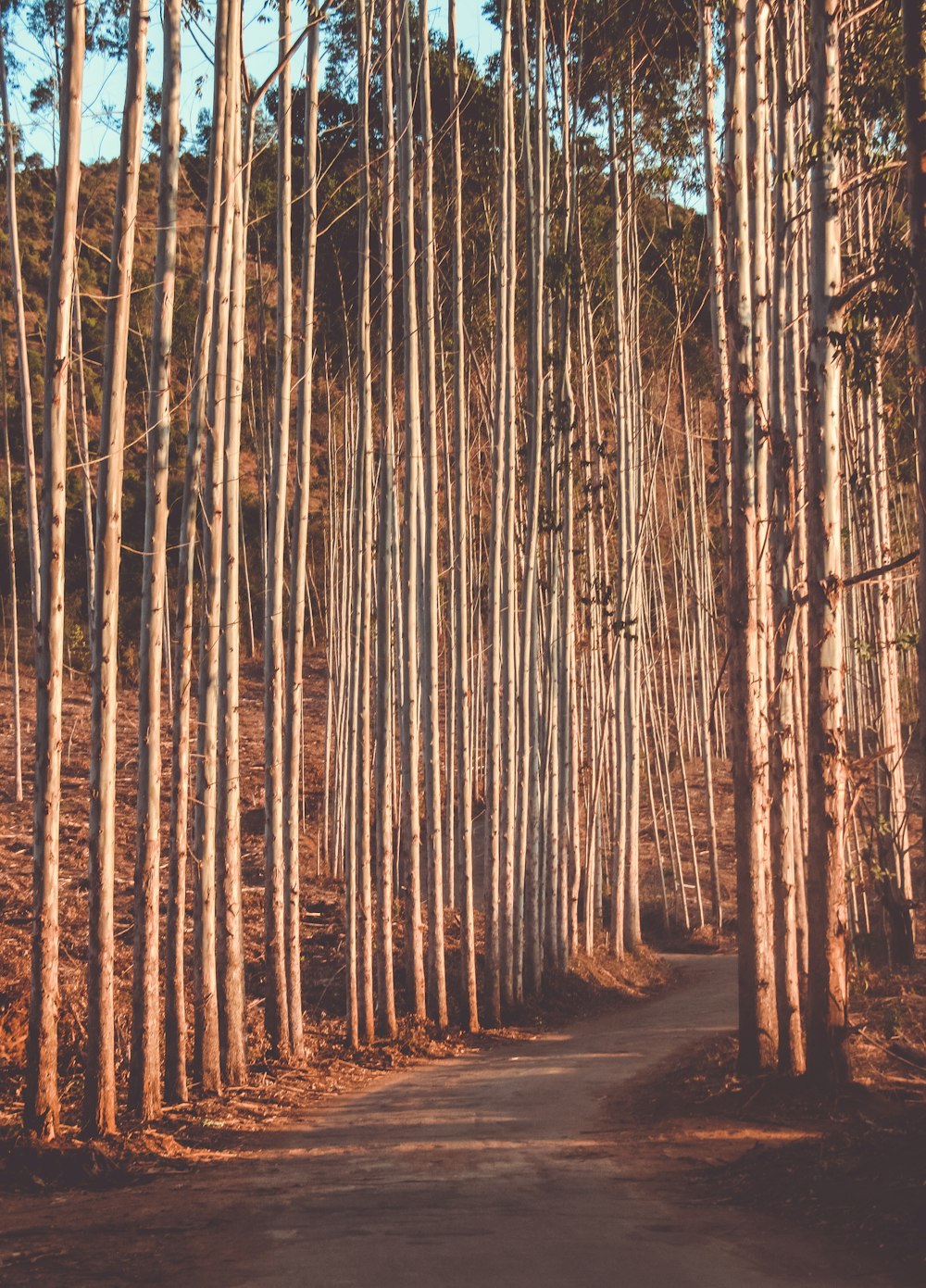 Sentiero tra alberi ad alto fusto durante il giorno