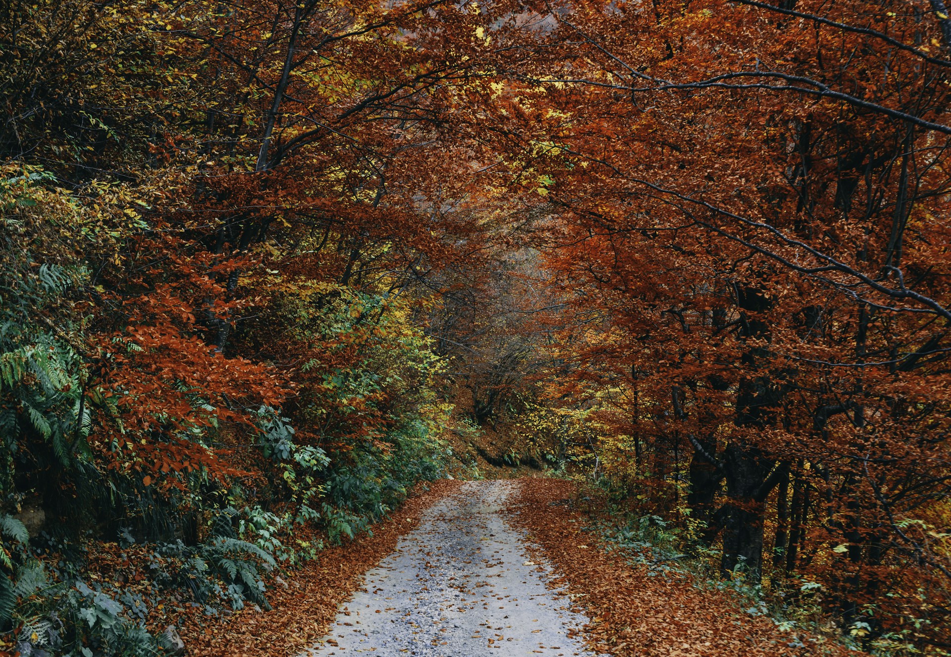 brown leaf trees