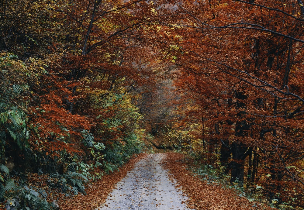 arbres à feuilles brunes