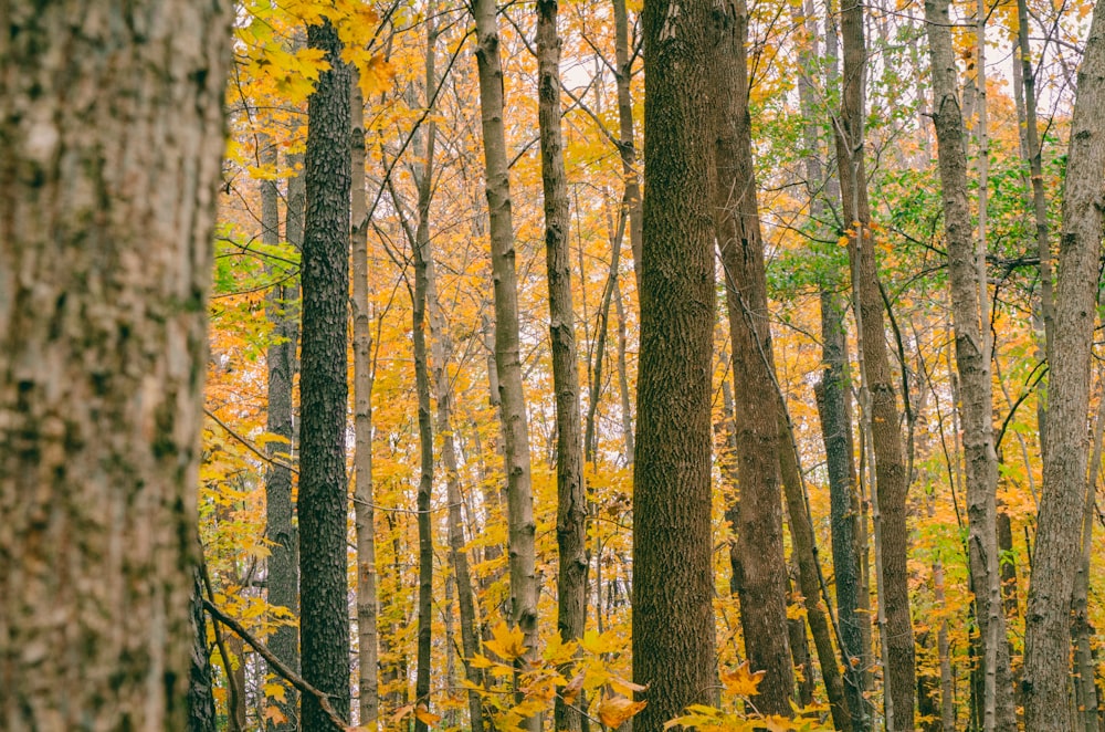 yellow and green forest during daytime