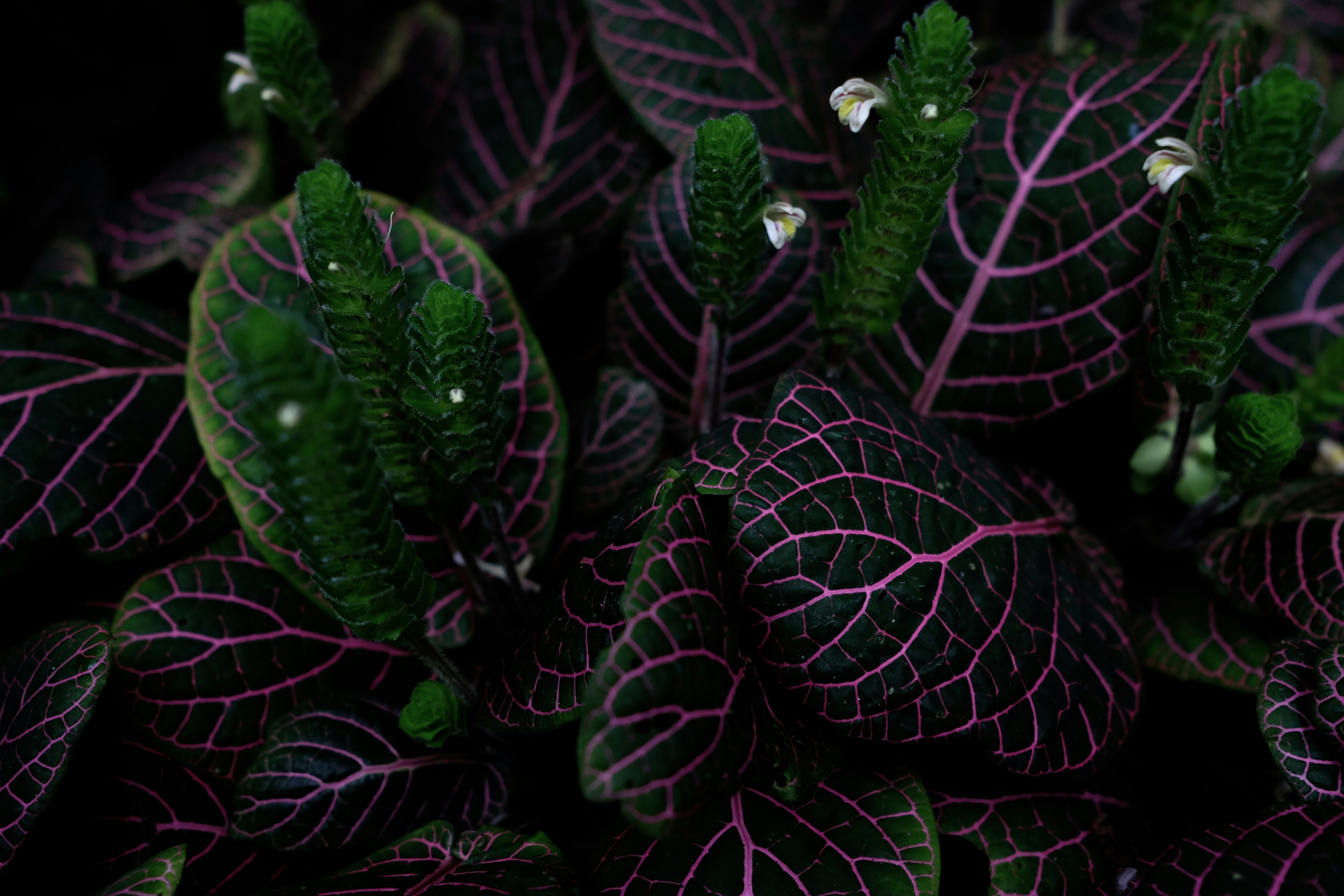 green-and-pink leafed plant