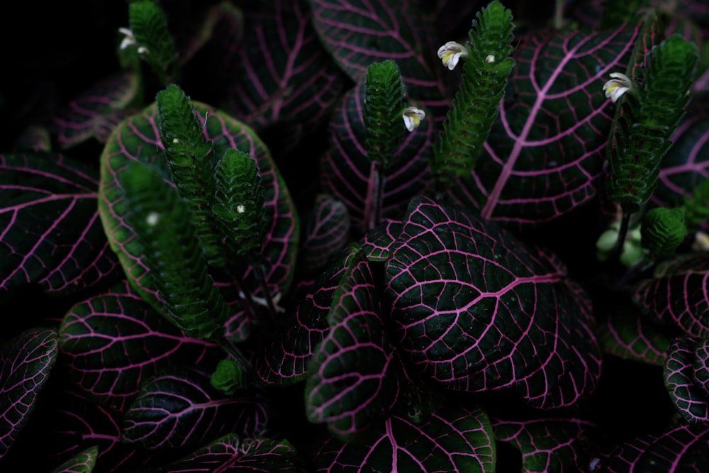 green-and-pink leafed plant