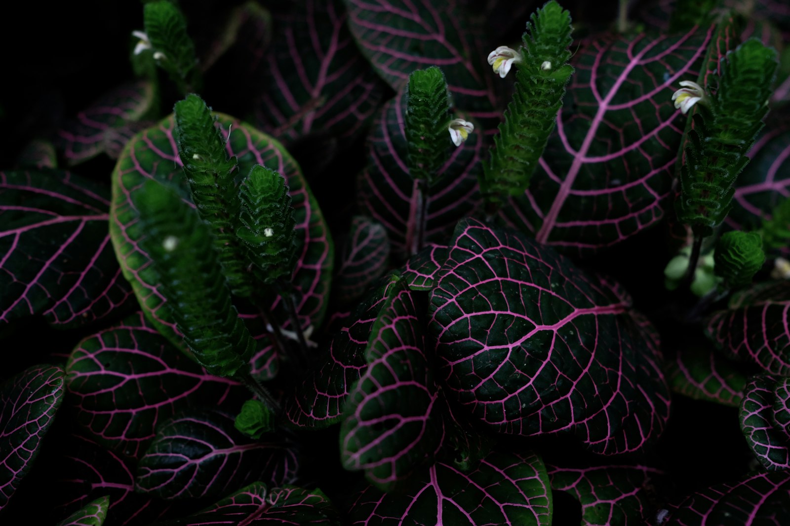 Fujifilm X-T1 + Fujifilm XF 23mm F2 R WR sample photo. Green-and-pink leafed plant photography