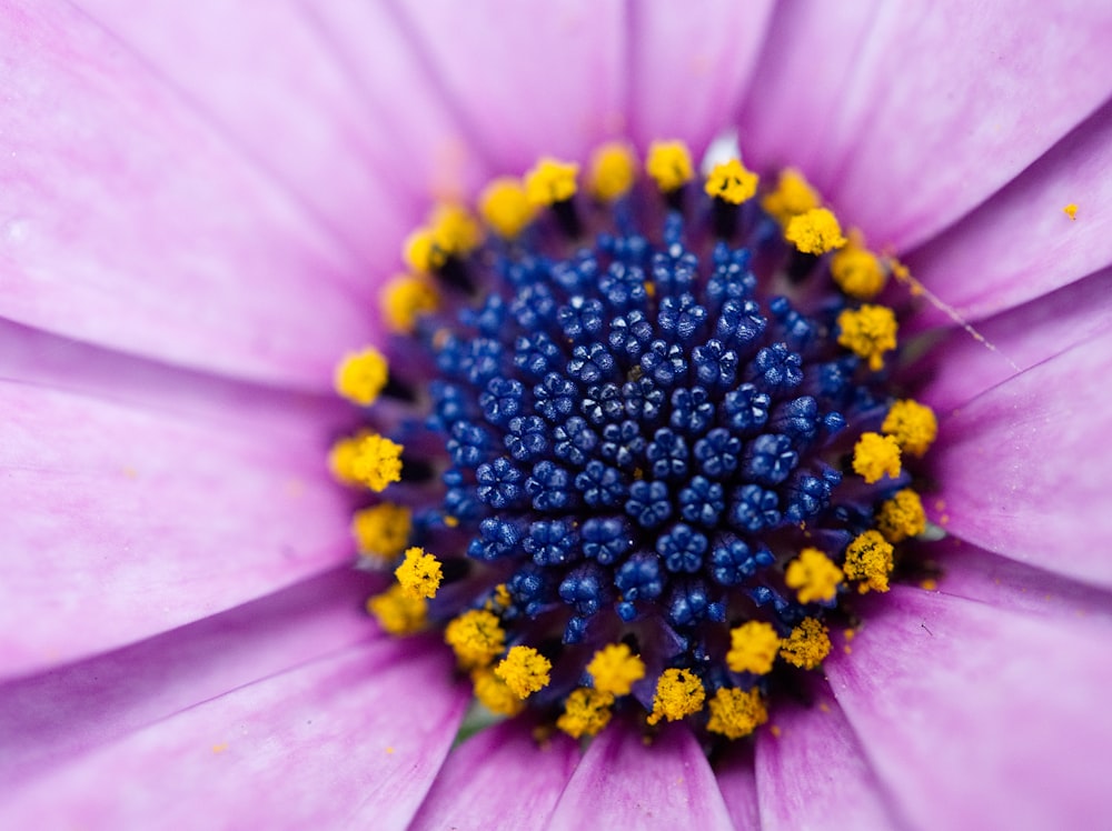 shallow focus photography of blue and pink petaled flower