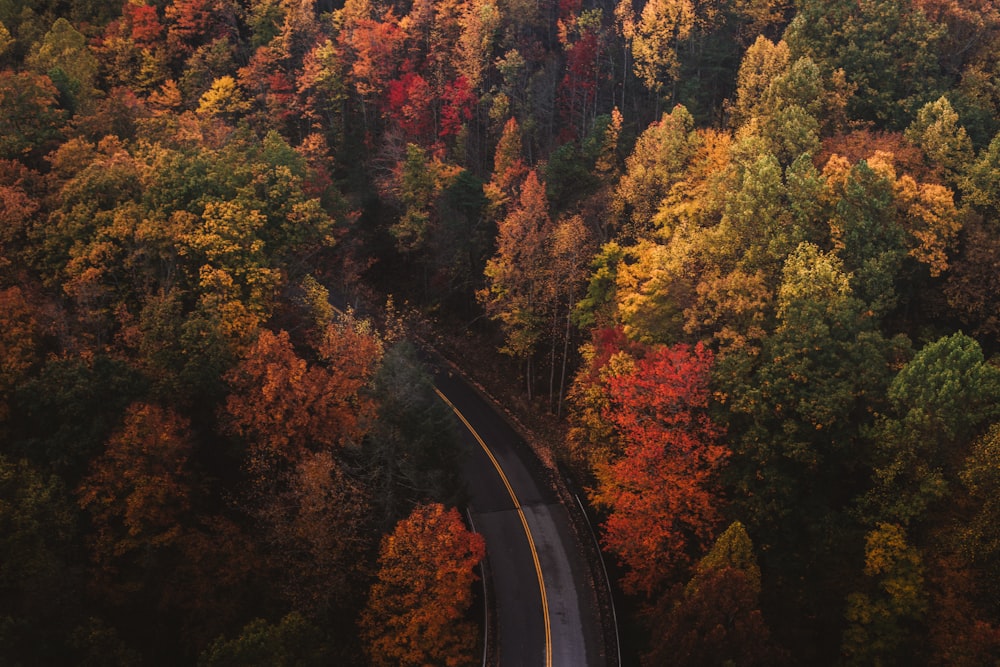 fotografia aérea de árvores e estrada