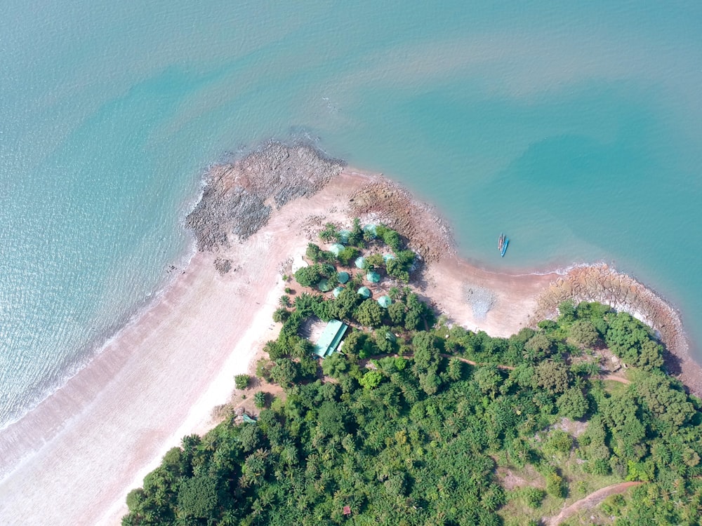 fotografia aérea de árvores e praia