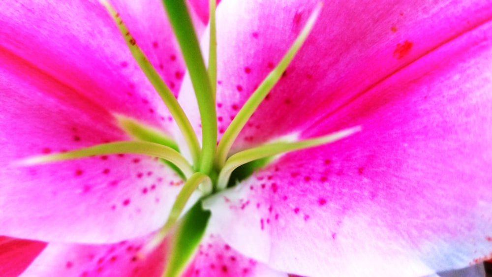 Fotografía de enfoque selectivo de flor de pétalos rosados