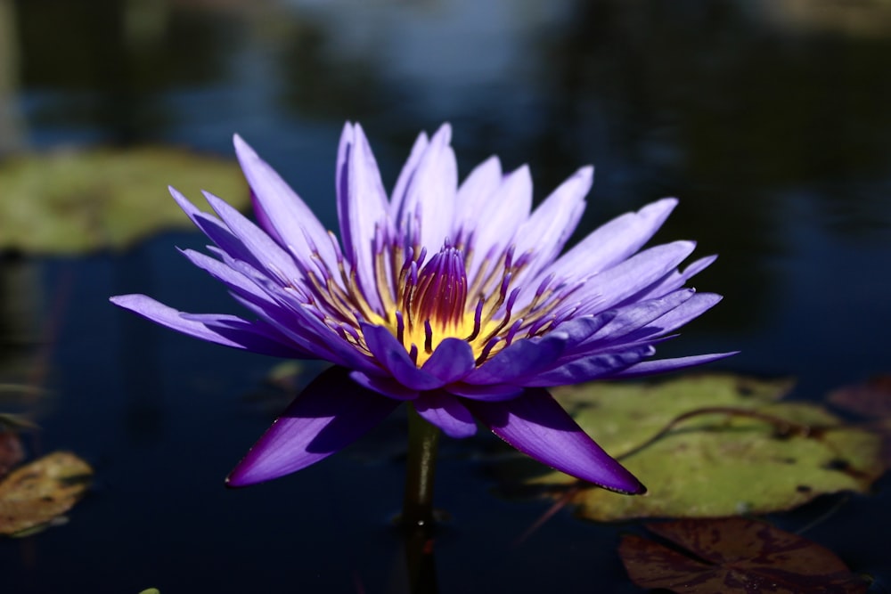 fotografia a fuoco superficiale di fiori viola