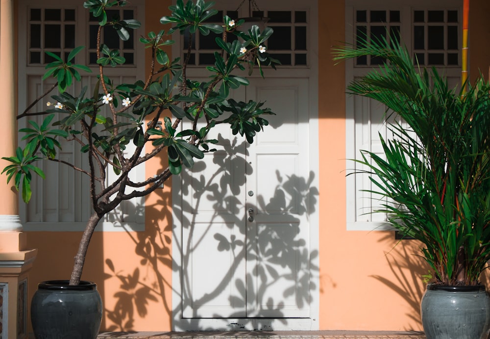 two potted plants near closed d oors