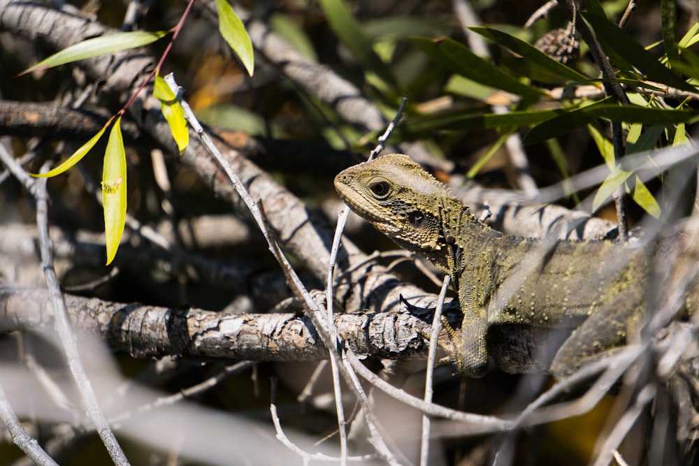 green iguana on gray branch during daytime shallow focus photography