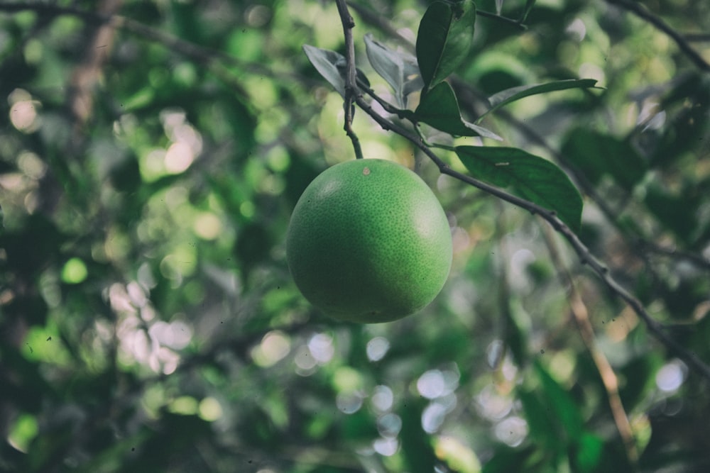 round green ripe fruit