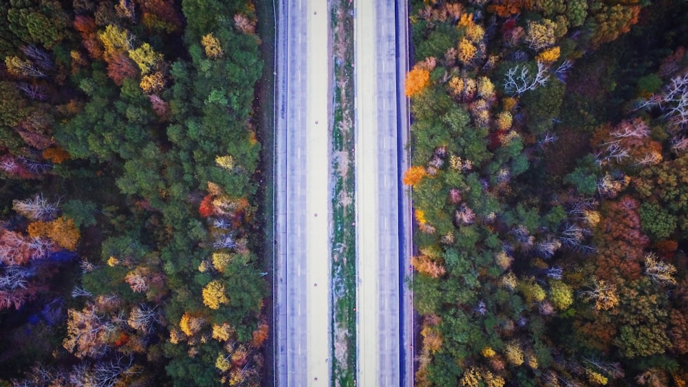 aerial photography of road between trees at daytime