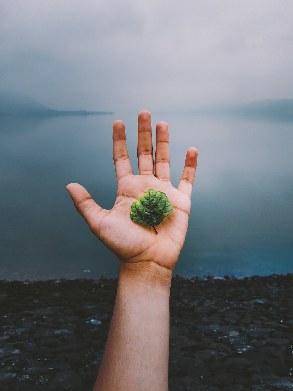 person holding plant leaf