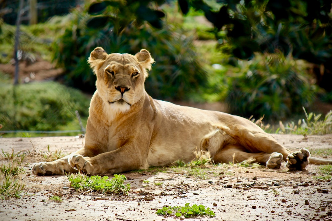 Wildlife photo spot Werribee Open Range Zoo Kallista VIC