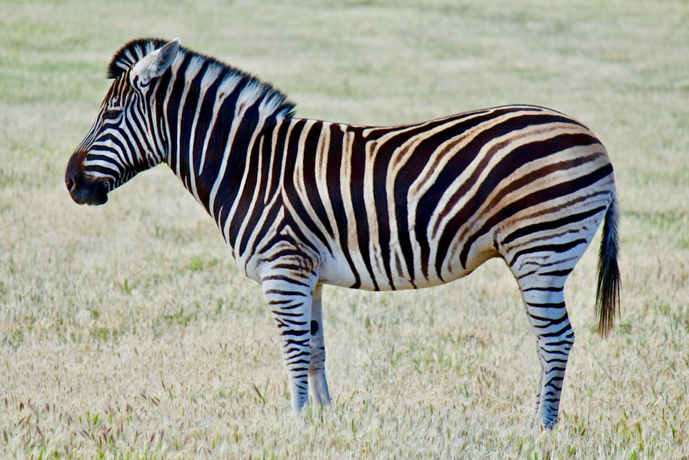 Zebra auf grünem Grasfeld während des Tages Foto