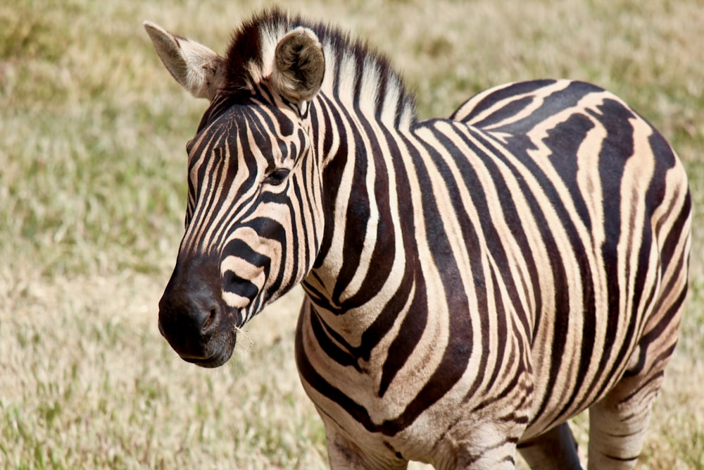 photo of zebra