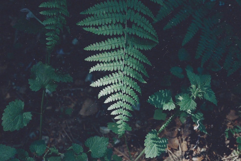 green leafed plant