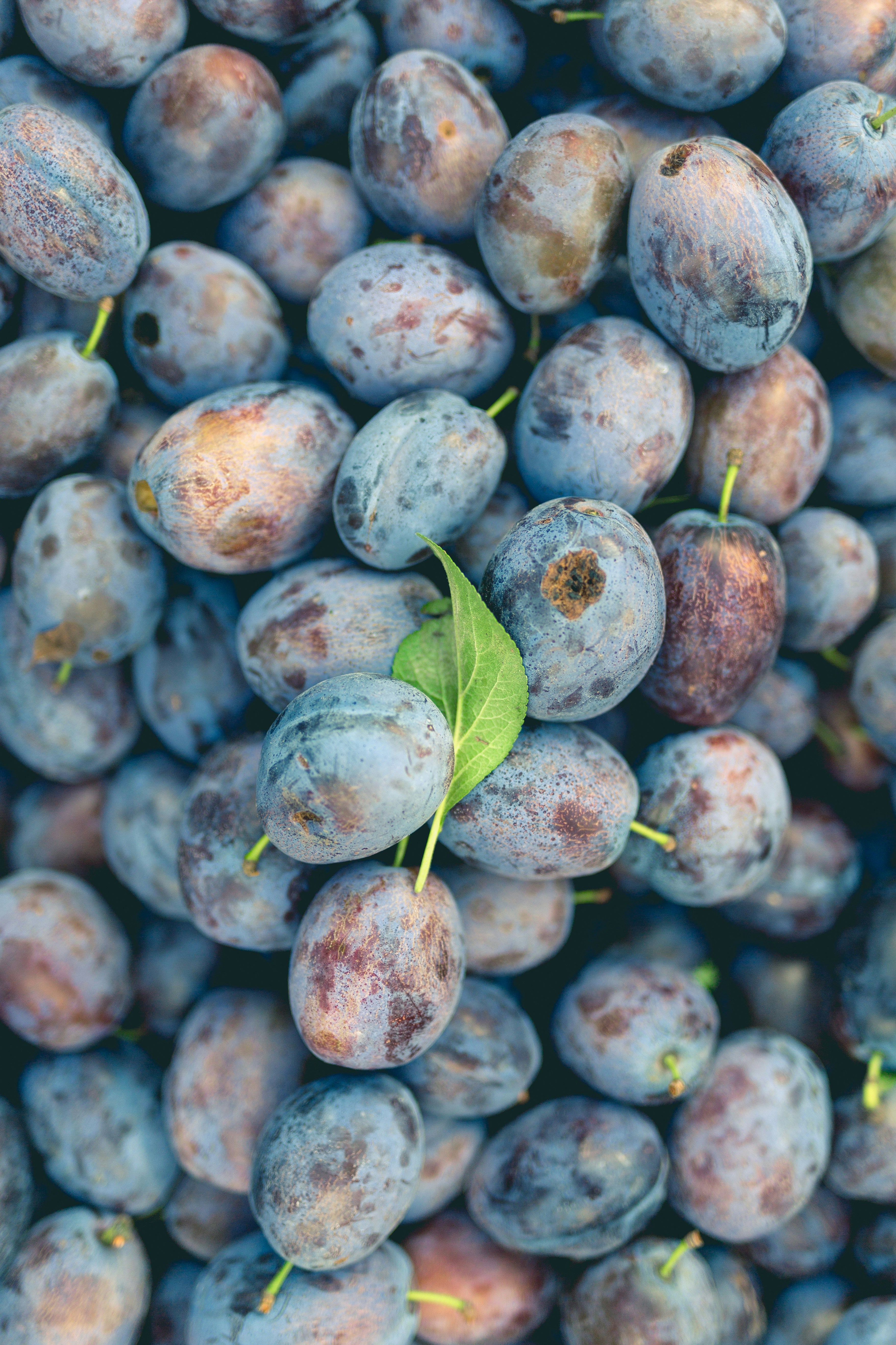 The Total Present of a Nonda Plum