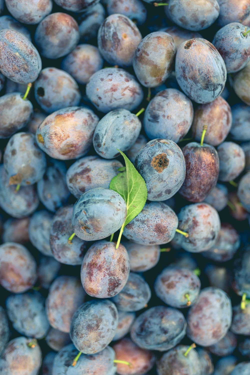 Blueberry fruits