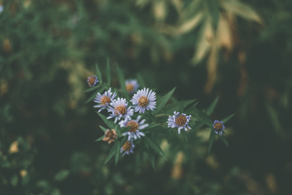 shallow focus photography of white flowers