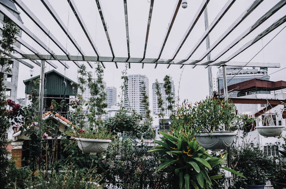 green potted plants in front of buildings