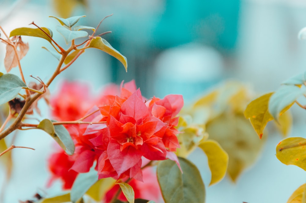 tilt shift photography of red flowers with green leaf