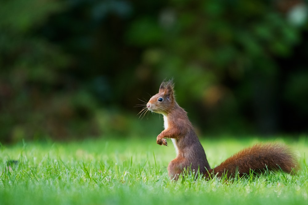 fotografia selettiva della messa a fuoco dello scoiattolo marrone in piedi sull'erba verde durante il giorno