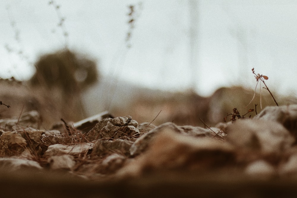 macro photography of brown rocks beside dried grasses