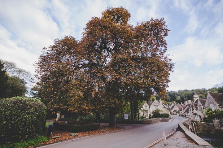 an untrimmed hedge