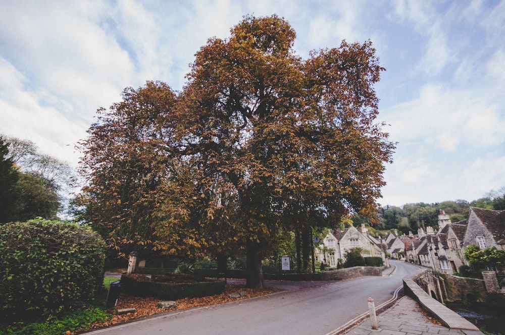 plante à feuilles vertes