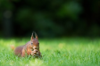 tilt-shift lens photography of brown squirrel holding nut on green grass during daytime