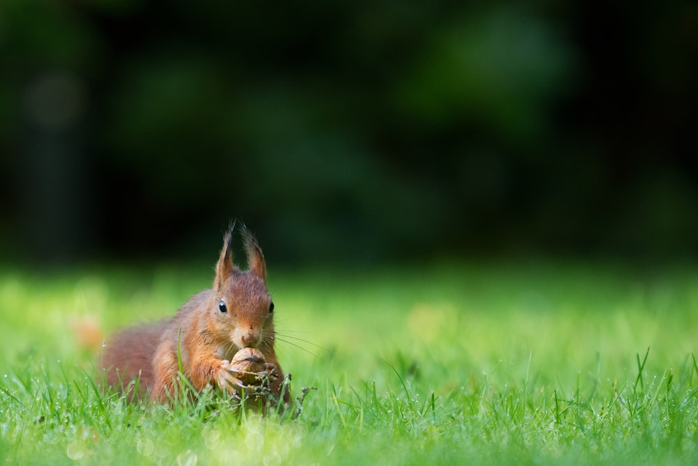 낮 동안 푸른 풀밭에 너트를 들고 있는 갈색 다람쥐의 틸트 시프트 렌즈 사진