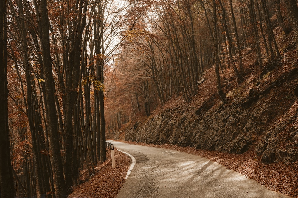 road in between trees at daytime