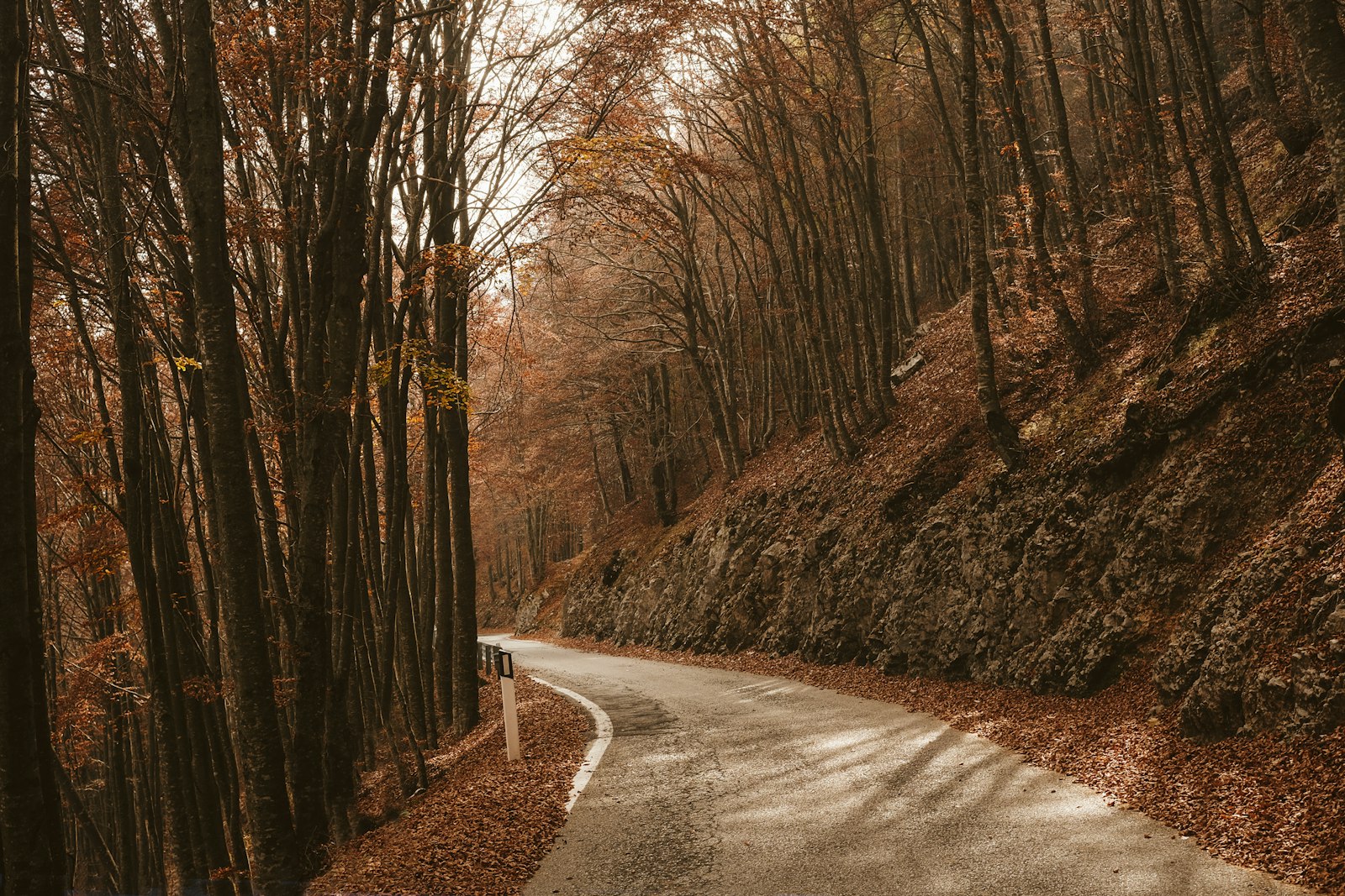 Fujifilm X-T10 + Fujifilm XF 27mm F2.8 sample photo. Road in between trees photography