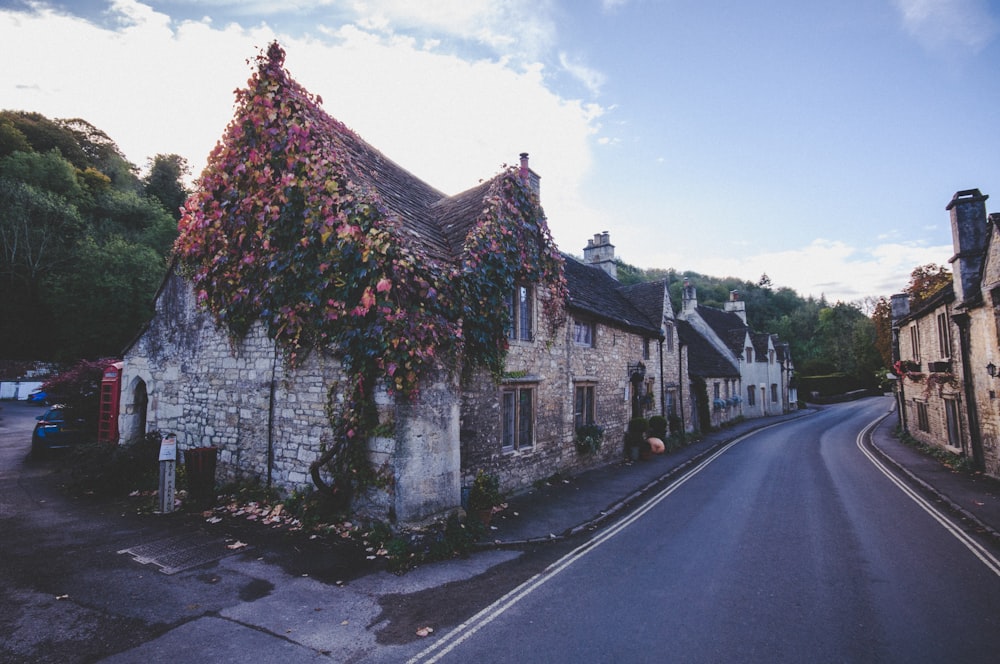 houses beside road near forest