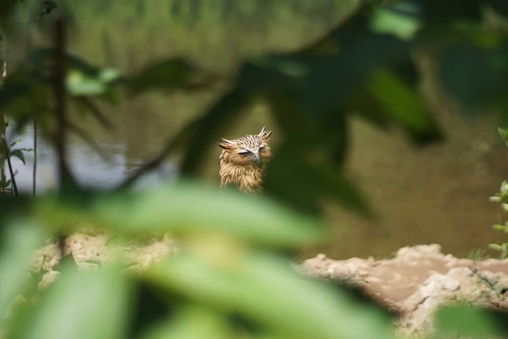 Búho real euroasiático posado en fotografía de enfoque selectivo de superficie marrón