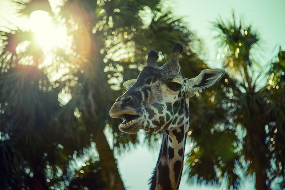 Fotografia em close-up da girafa durante o dia