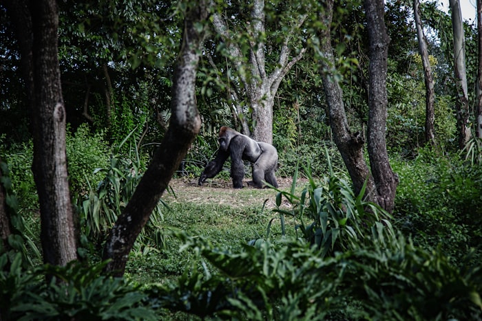 Silverback gorilla beside a tree in the forest