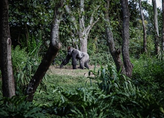 photo of silver-back gorilla beside tree