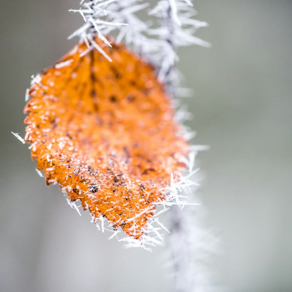 closeup photography of orange leaf