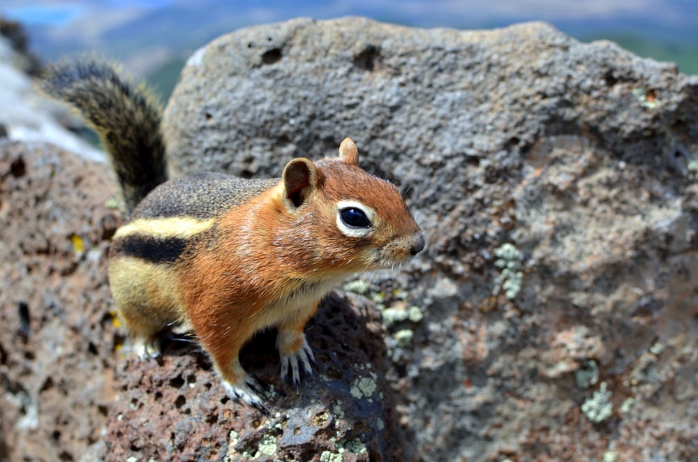 brown and black squirrel standing on rock