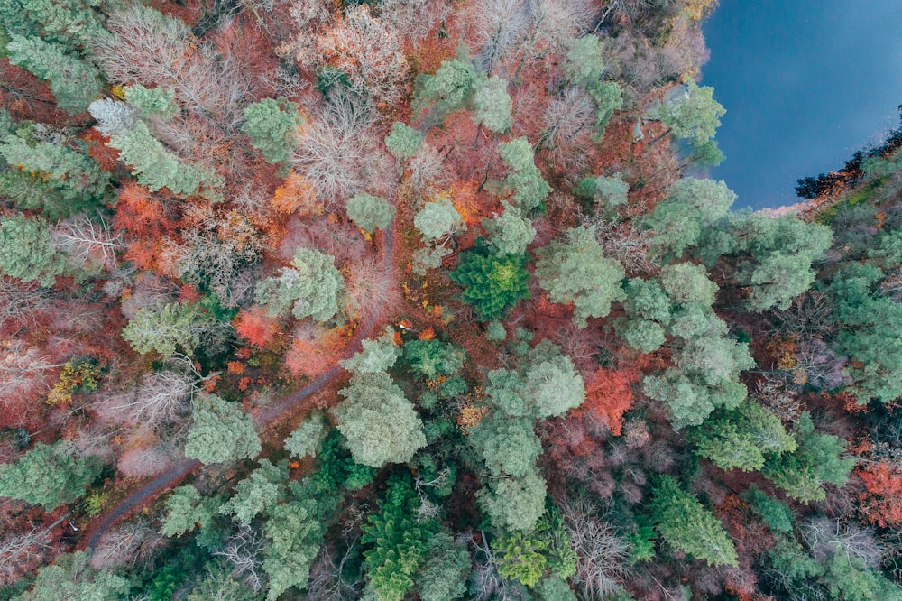 bird's eye view photography of trees