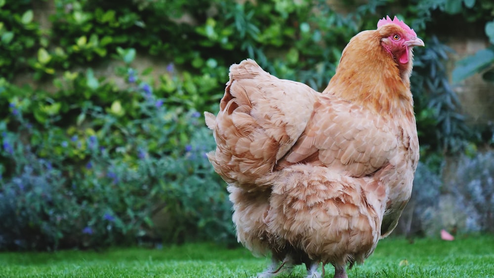 Poule brune debout sur un champ vert ouvert