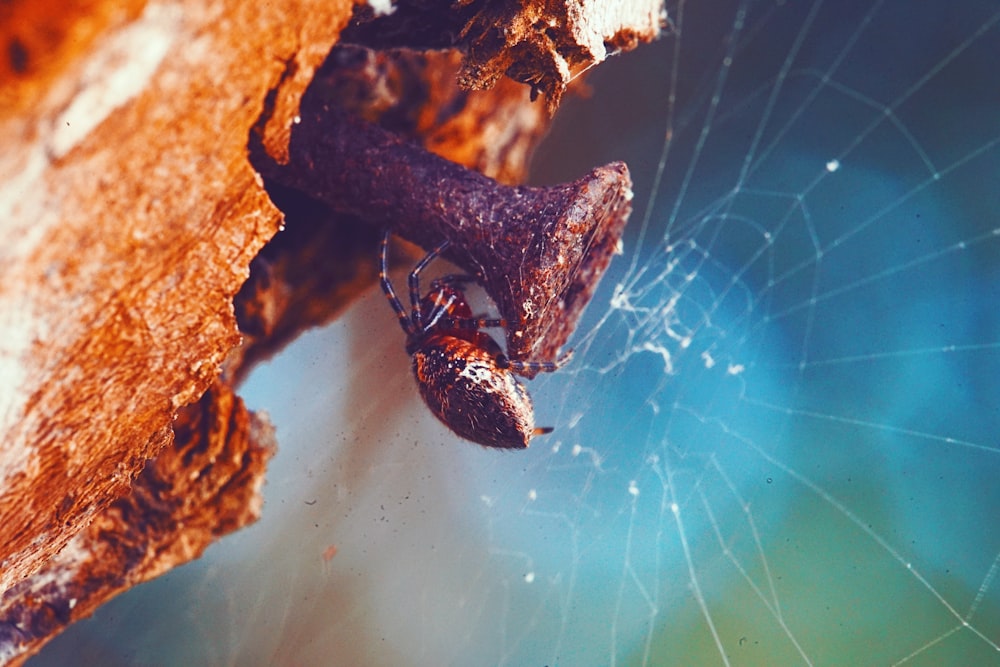macro photography of spider perch on nail with web