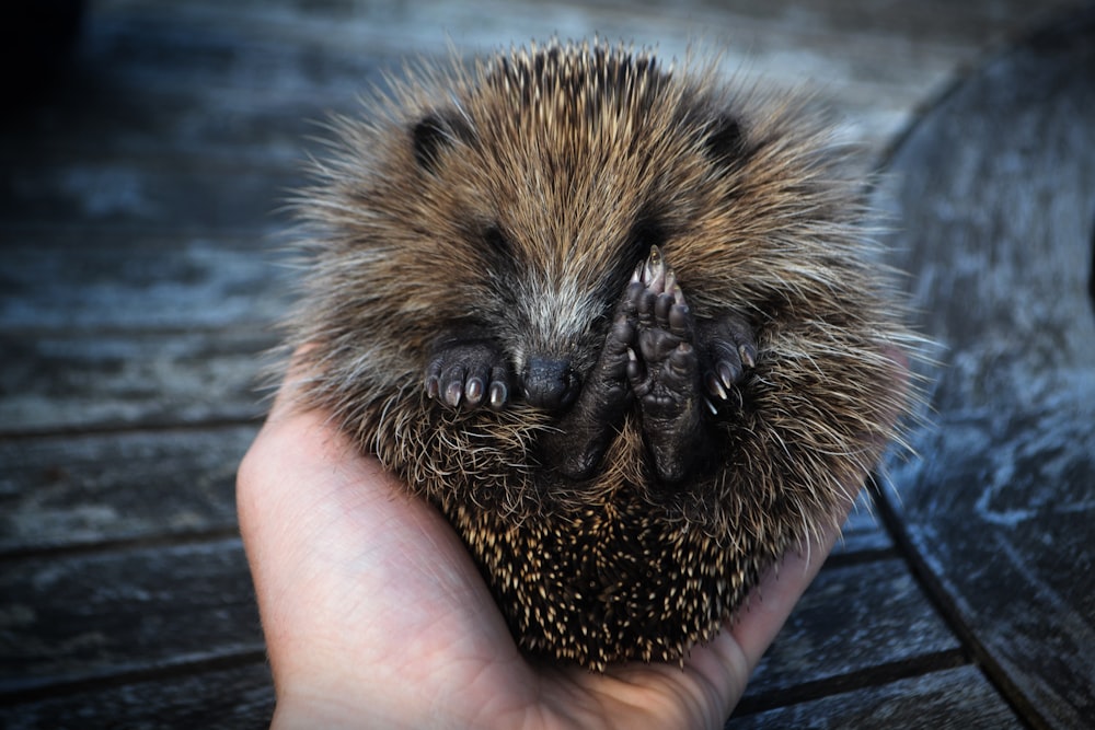 person holdingi brown hedgehog